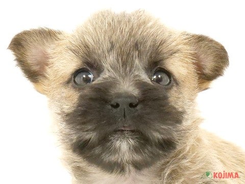 千葉県のケアーンテリア (コジマウエルケアセンター/2025年3月15日生まれ/女の子/ウィートン)の子犬