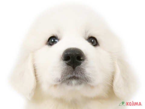 千葉県のグレートピレニーズ (コジマウエルケアセンター/2025年3月6日生まれ/女の子/ホワイト)の子犬