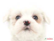 827611_ext_33_0_L.jpg