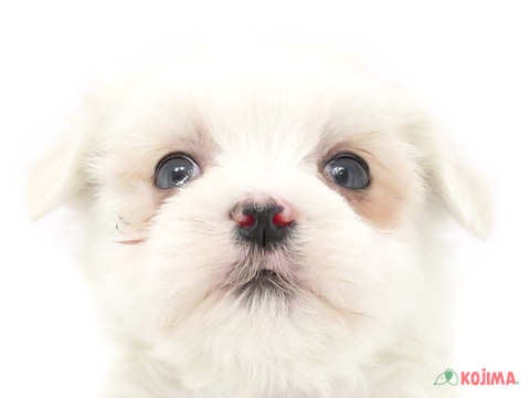 埼玉県のマルチーズ (コジマアリオ深谷店/2025年3月12日生まれ/女の子/ホワイト)の子犬