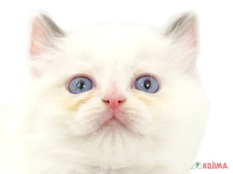 千葉県のラグドール (コジマウエルケアセンター/2025年3月12日生まれ/男の子/ブルーポイントバイカラー)の子猫