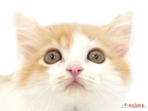 千葉県のミヌエット (コジマウエルケアセンター/2025年3月15日生まれ/女の子/レッドタビーホワイト)の子猫