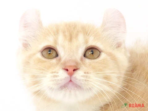 千葉県のアメリカンカール (コジマウエルケアセンター/2025年3月14日生まれ/女の子/クリームタビー)の子猫