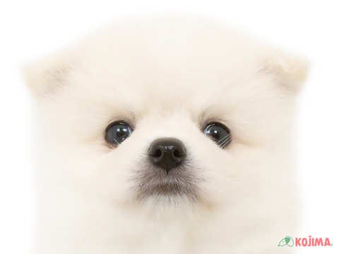 千葉県のハーフ犬・ミックス犬 (コジマウエルケアセンター/2025年3月13日生まれ/男の子/クリーム)の子犬