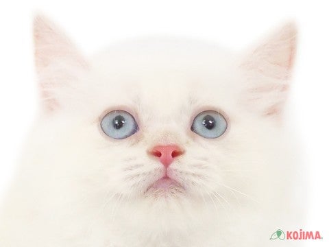 千葉県のミヌエット (コジマウエルケアセンター/2025年3月8日生まれ/女の子/クリームポイント)の子猫