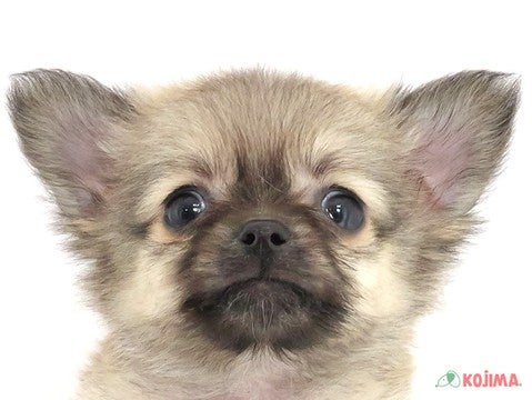千葉県のポメチワ/チワポメ/ポメチー(ポメラニアン×チワワ) (コジマアリオ蘇我店/2025年3月16日生まれ/男の子/フォーン)の子犬