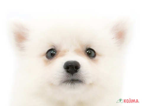 千葉県の日本スピッツ (コジマウエルケアセンター/2025年3月15日生まれ/女の子/ホワイト)の子犬