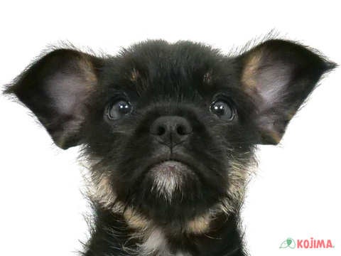 千葉県のハーフ犬（フレンチフォン） (コジマフォルテ津田沼店/2025年3月15日生まれ/女の子/ブラックタン)の子犬