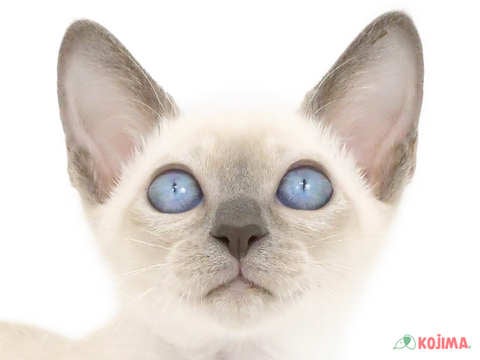 千葉県のシャム (コジマウエルケアセンター/2025年3月16日生まれ/女の子/ブルーポイント)の子猫