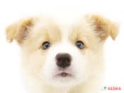 827507_ext_33_0_L.jpg