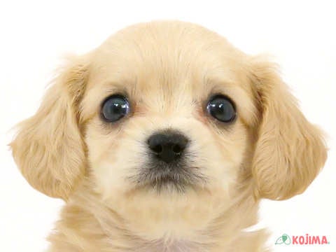 千葉県のハーフ犬・ミックス犬 (コジマウエルケアセンター/2025年3月15日生まれ/男の子/クリーム)の子犬