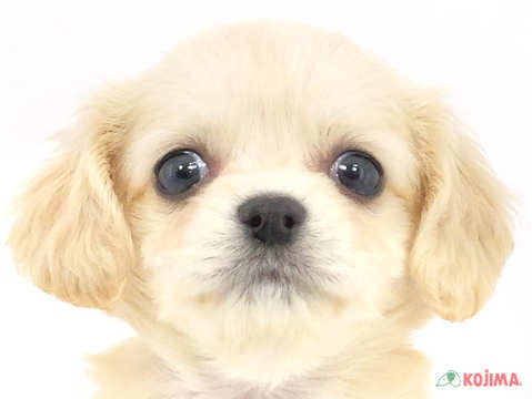 千葉県のハーフ犬・ミックス犬 (コジマウエルケアセンター/2025年3月15日生まれ/女の子/クリーム)の子犬
