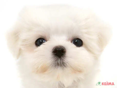 茨城県のマルチーズ (コジマイーアスつくば店/2025年3月14日生まれ/男の子/ホワイト)の子犬
