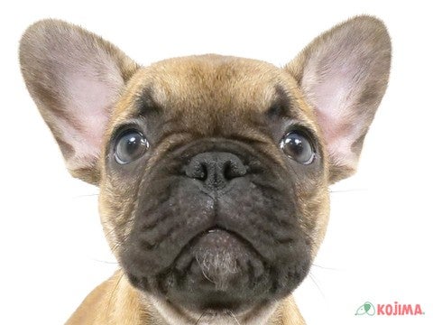 千葉県のフレンチブルドッグ (コジマウエルケアセンター/2025年3月12日生まれ/女の子/フォーン)の子犬