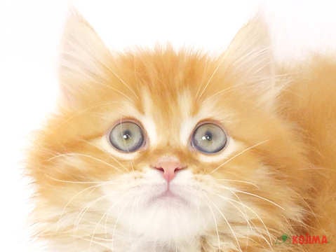 千葉県のミヌエット (コジマウエルケアセンター/2025年3月16日生まれ/男の子/レッドタビー)の子猫