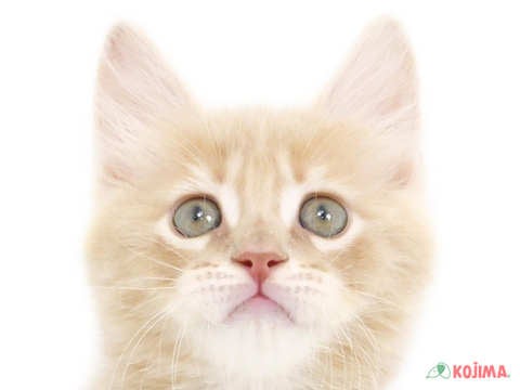 千葉県のサイベリアン (コジマウエルケアセンター/2025年3月16日生まれ/男の子/クリームタビー)の子猫