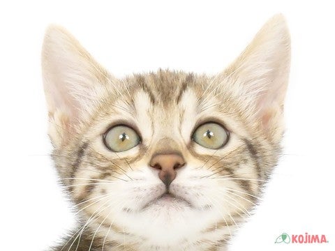 千葉県のベンガル (コジマウエルケアセンター/2025年3月15日生まれ/男の子/ブラウンスポットタビー)の子猫