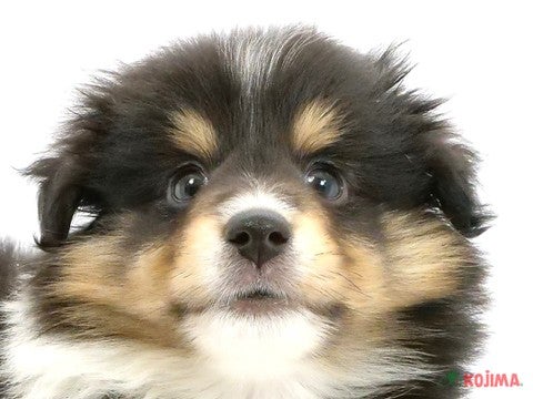 東京都のシェットランドシープドッグ (コジマGRAND亀戸店/2025年3月15日生まれ/男の子/ブラックホワイトタン)の子犬