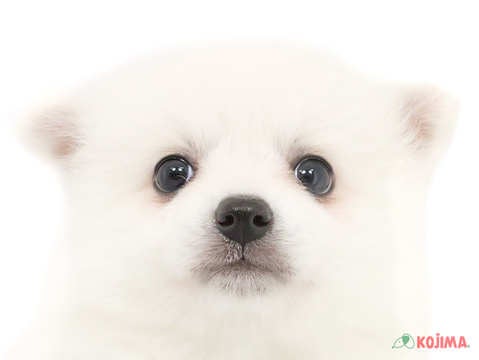千葉県の日本スピッツ (コジマウエルケアセンター/2025年3月15日生まれ/女の子/ホワイト)の子犬