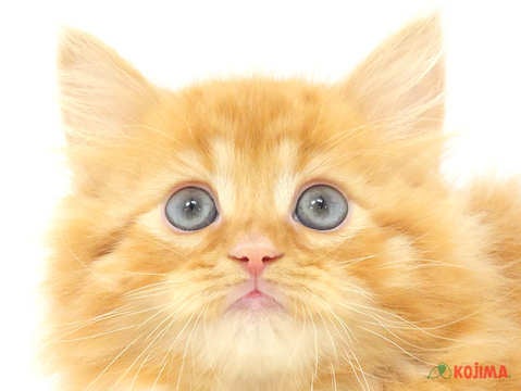 千葉県のミヌエット (コジマウエルケアセンター/2025年3月15日生まれ/男の子/レッドタビー)の子猫