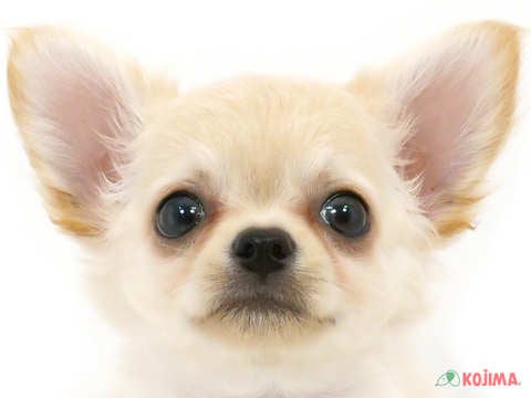 千葉県のチワワ(ロング) (コジマ松戸店/2025年3月14日生まれ/男の子/クリーム)の子犬
