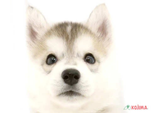 千葉県のシベリアンハスキー (コジマウエルケアセンター/2025年3月15日生まれ/男の子/シルバーホワイト)の子犬