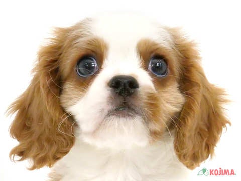 千葉県のキャバリアキングチャールズスパニエル (コジマウエルケアセンター/2025年3月16日生まれ/男の子/ブレンハイム)の子犬