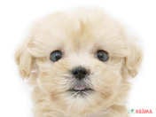 ハーフ犬（マルプー）