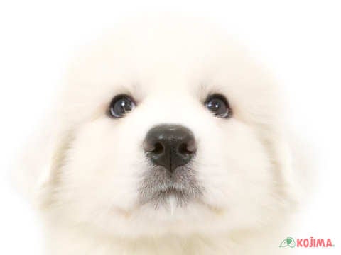 千葉県のグレートピレニーズ (コジマウエルケアセンター/2025年3月6日生まれ/男の子/ホワイト)の子犬