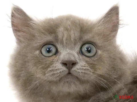 千葉県のミヌエット (コジマウエルケアセンター/2025年3月10日生まれ/男の子/ブルー)の子猫