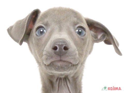 千葉県のイタリアングレーハウンド (コジマアリオ市原店/2025年3月16日生まれ/男の子/ブルー)の子犬