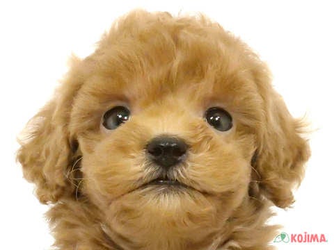 千葉県のトイプードル(トイ) (コジマウエルケアセンター/2025年3月13日生まれ/男の子/レッド)の子犬