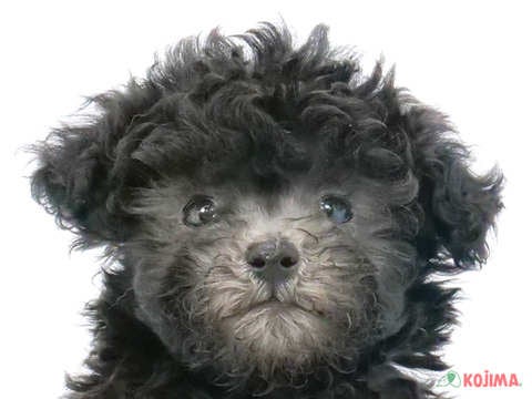 東京都のトイプードル(トイ) (コジマGRAND亀戸店/2025年3月13日生まれ/女の子/シルバー)の子犬