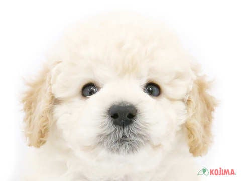 千葉県のトイプードル(トイ) (コジマウエルケアセンター/2025年3月13日生まれ/男の子/クリーム)の子犬