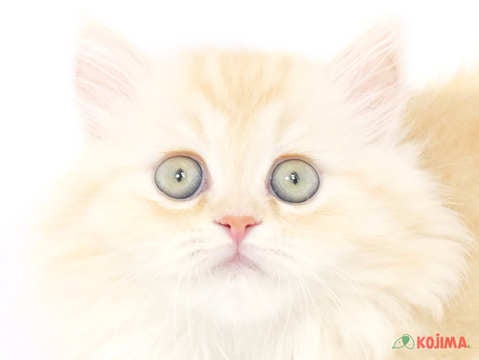千葉県のミヌエット (コジマウエルケアセンター/2025年3月16日生まれ/女の子/クリームタビー)の子猫