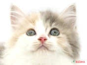 827619_ext_33_0_L.jpg