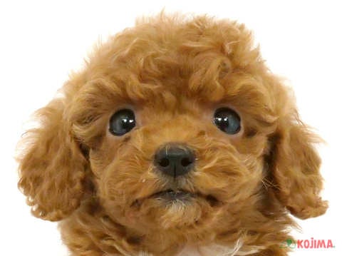 千葉県のトイプードル(トイ) (コジマウエルケアセンター/2025年3月13日生まれ/女の子/レッド)の子犬