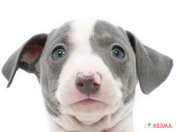 827455_ext_33_0_L.jpg