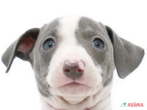 埼玉県のイタリアングレーハウンド (コジマ三郷店/2025年3月16日生まれ/男の子/ホワイトブルー)の子犬