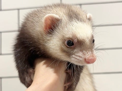可愛らしい顔のフェレットちゃんがきました💕