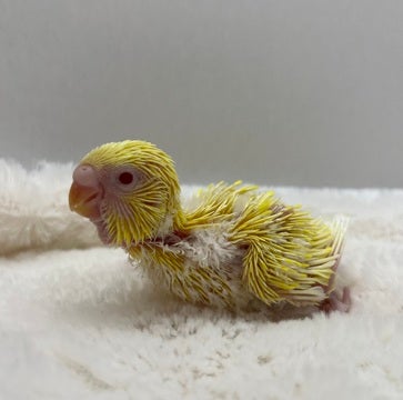 5/15撮影📸　　　※小動物ちゃんの成長は早いので、実際とは異なる場合があります。