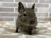 こっちを見つめていますね👀