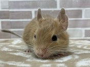 触ったりもできますよ～！