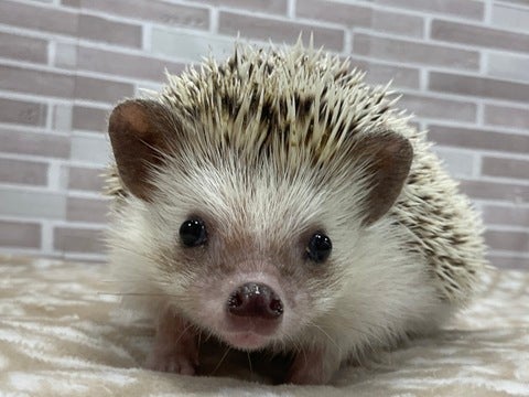 顔見せてくれます😊