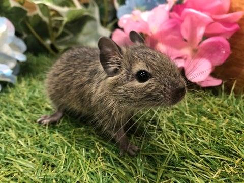 【5月15日撮影】