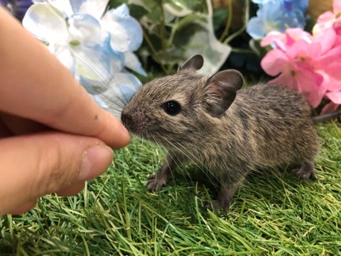 【5月15日撮影】