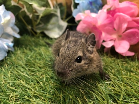 【5月15日撮影】
