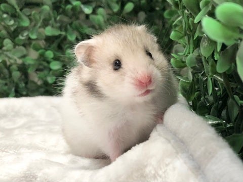 ほよほよしたお顔がとても可愛いです🐹🩷5/15