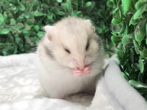 くしくし…