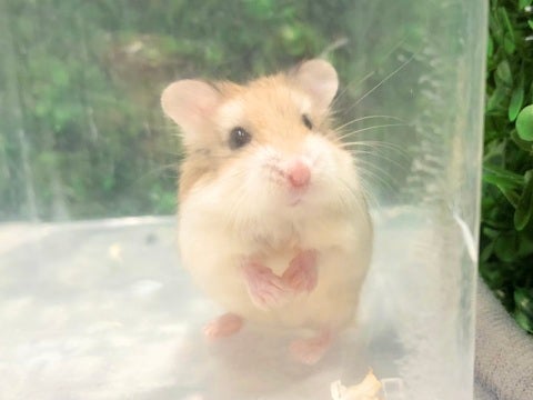 ⚠️写真はモデルの子になります